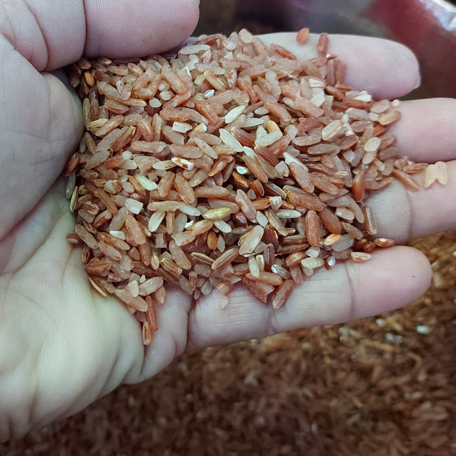 Red Rice